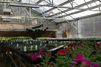 nursery with seedlings in foreground